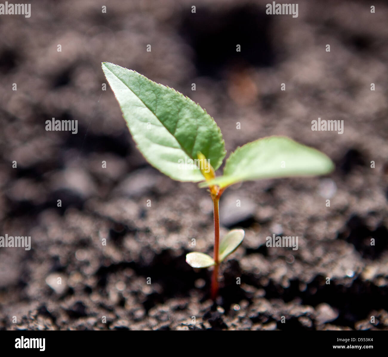 Grüne Neugeborenen sprießen auf rissige Erde Stockfoto