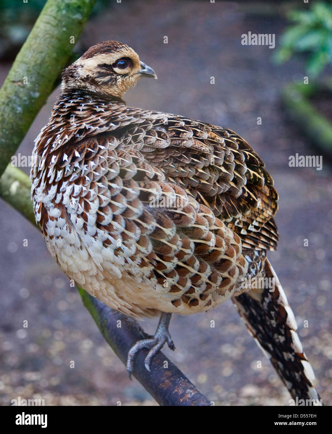 Reeve Fasan (Syrmaticus Reevesii) weiblich Stockfoto