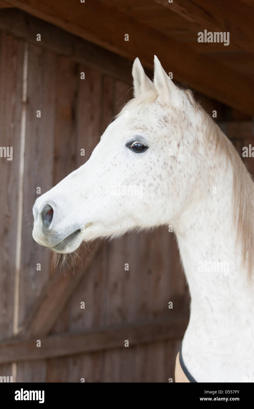 Nahaufnahme des Gesichts der Pferde im Stall Stockfoto