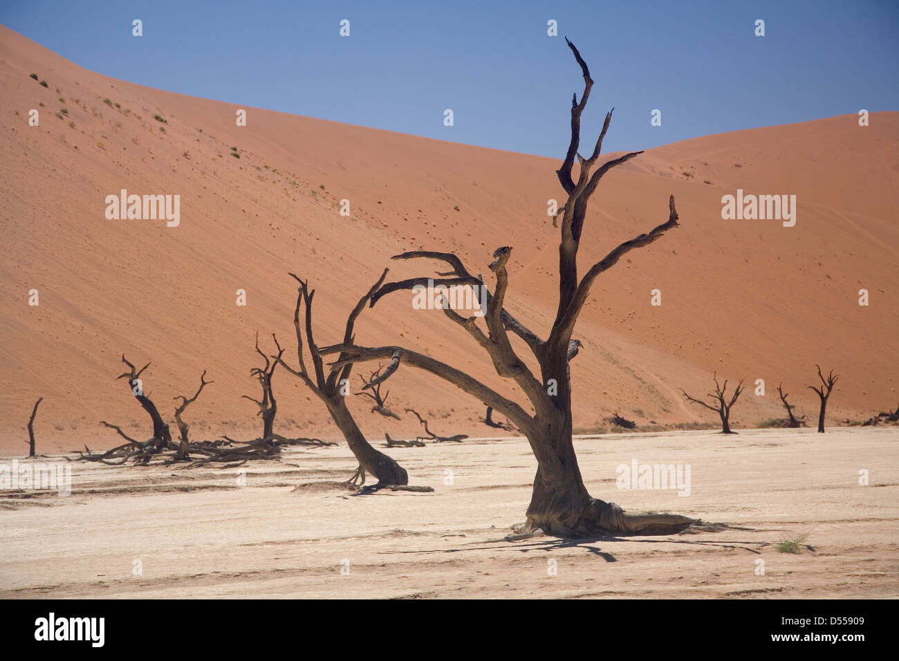 Akazie Baum Skelette in der Namib-Wüste Stockfoto