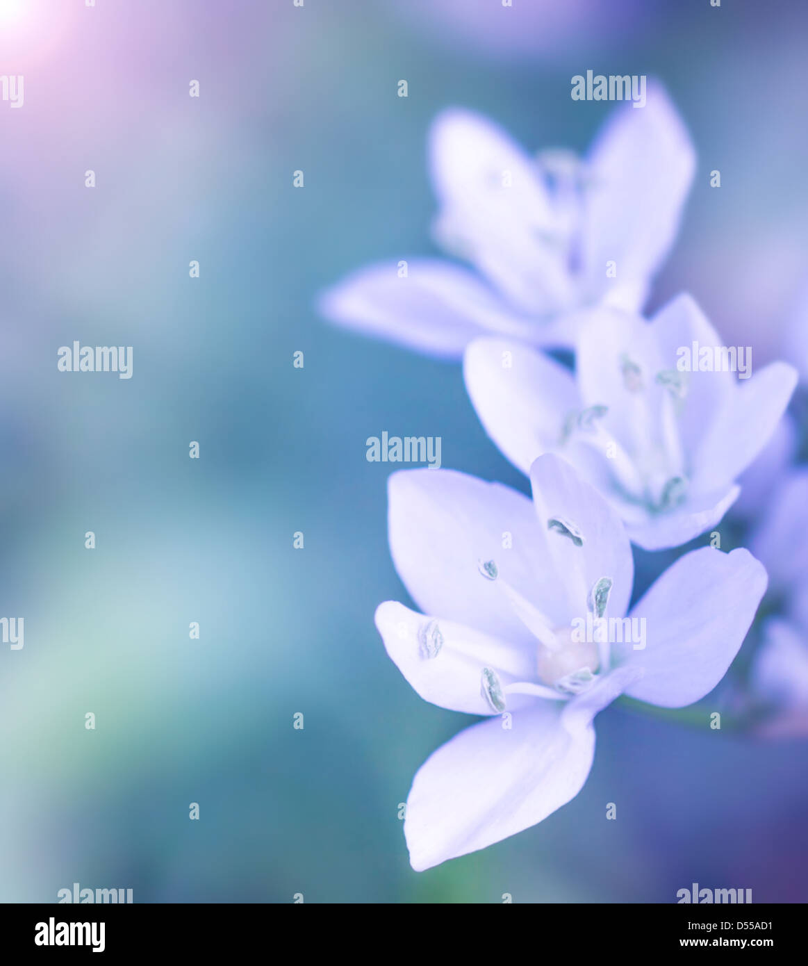 Sanfte weiße Blumen auf blau zu verwischen, Hintergrund, frische Wildblumenwiese im Freien, floral Grenzfluss, soft-Fokus Stockfoto