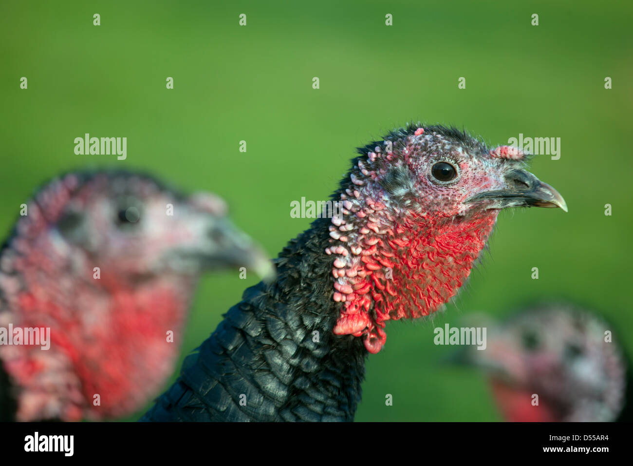 Norfolk schwarzes Türkei Portrait Stockfoto