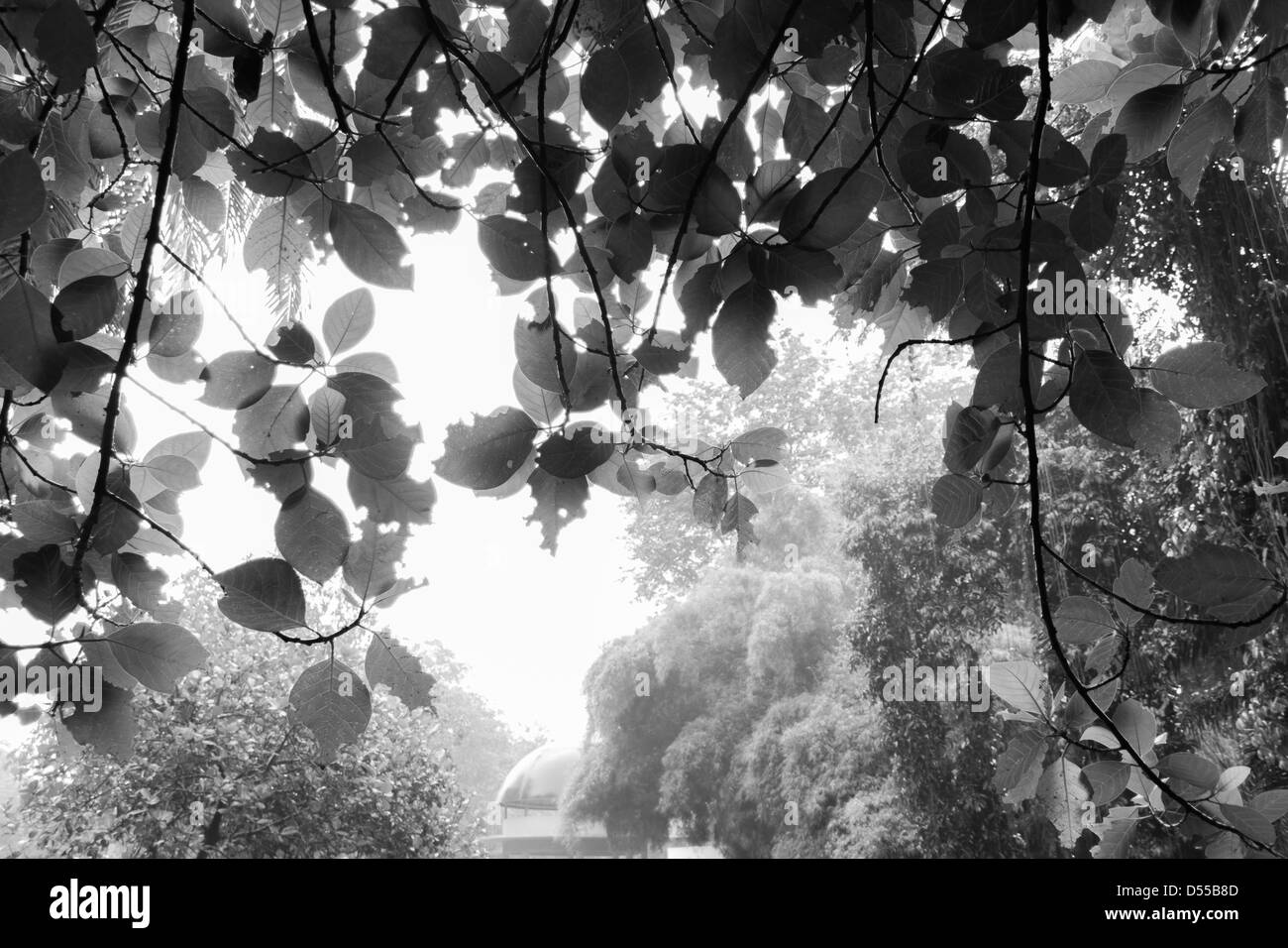 Blatt, Blätter, schwarz und weiß, Zweig, Ast, Nebel Stockfoto
