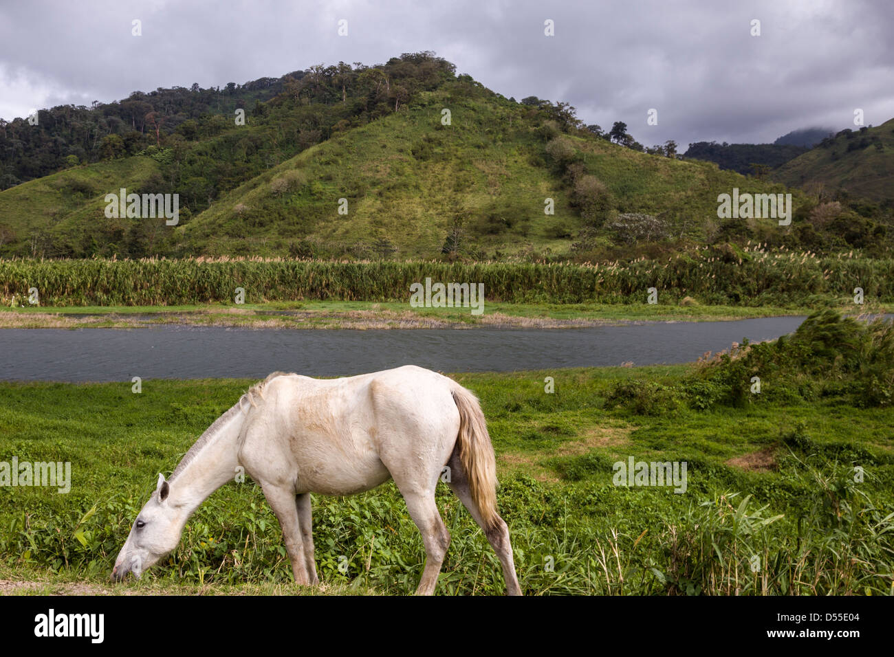 Weißes Pferd Beweidung durch Arenal-See in der Provinz von Costa Rica Alajuela. Stockfoto