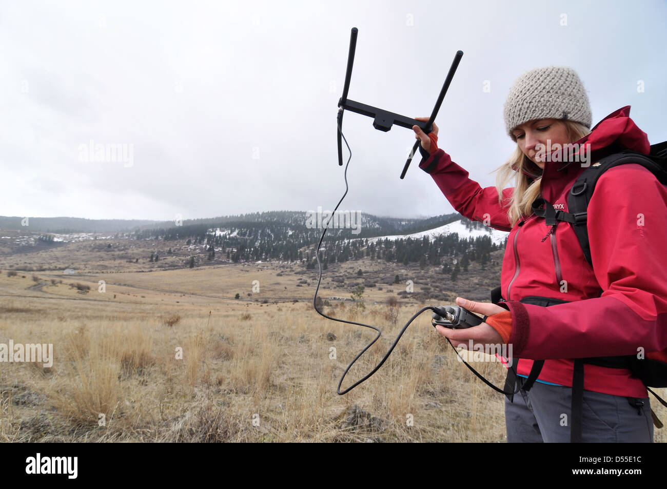 Forscher mit Radiotelemetrie, um Tierwelt in Oregon Grande Ronde Tal zu verfolgen. Stockfoto