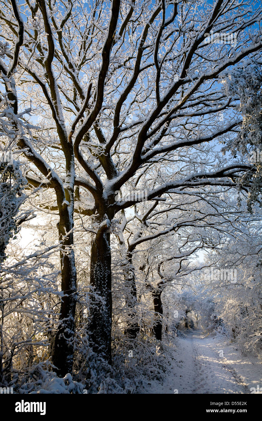 Schnee beladenen Äste neben einer Land-Schiene. Stockfoto