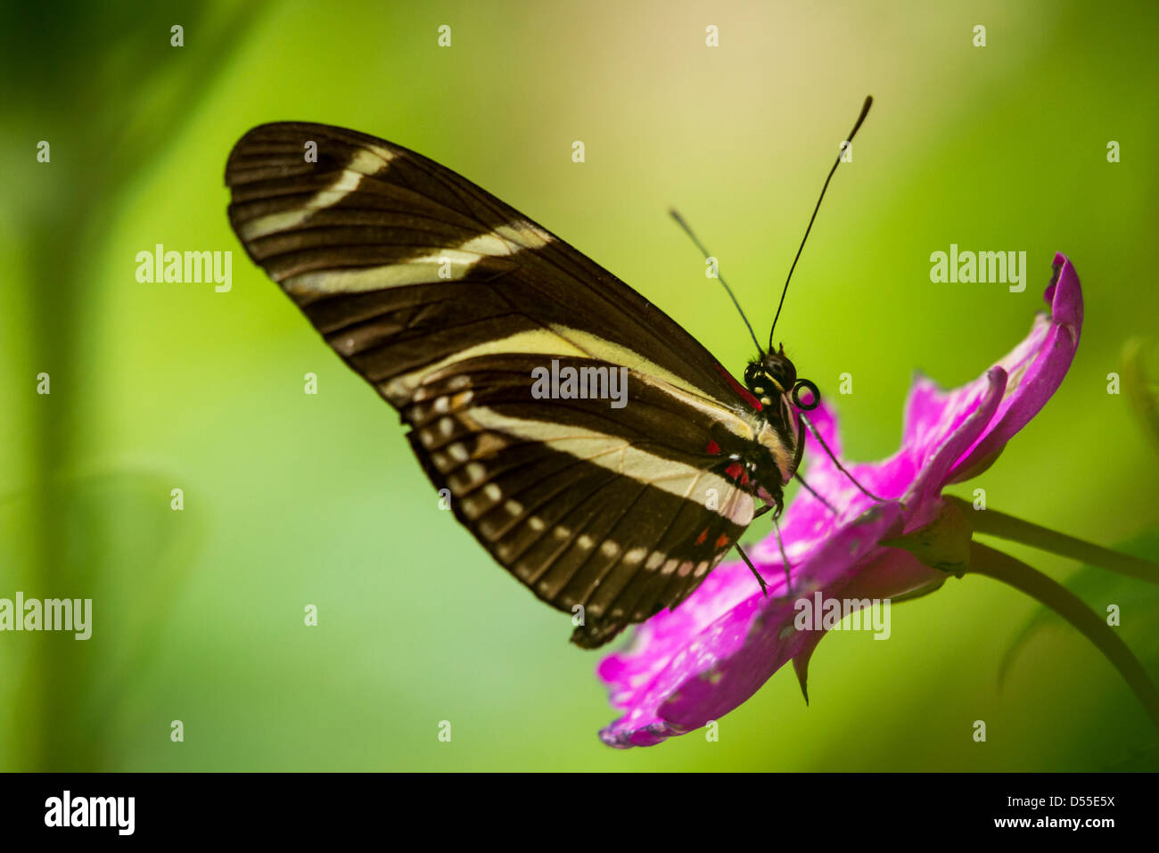 Die Zebra Longwing (Heliconius Charithonia) an der Jardin de Mariposas, Schmetterlingsgärten Monteverde, Monteverde, Costa Rica. Stockfoto