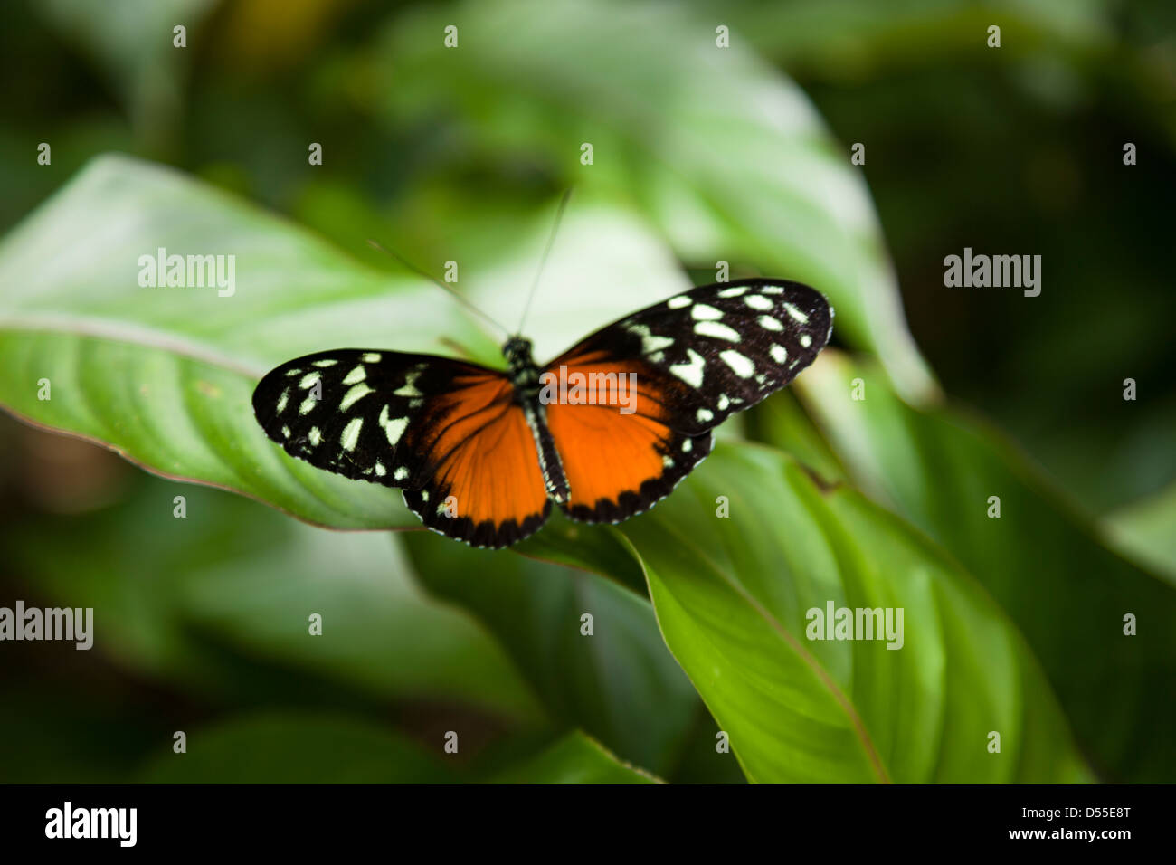 Tiger Longwing (Heliconius Aigeus) oder goldenen Helicon, Jardin de Mariposas, Schmetterlingsgärten Monteverde, Monteverde, Costa Rica. Stockfoto