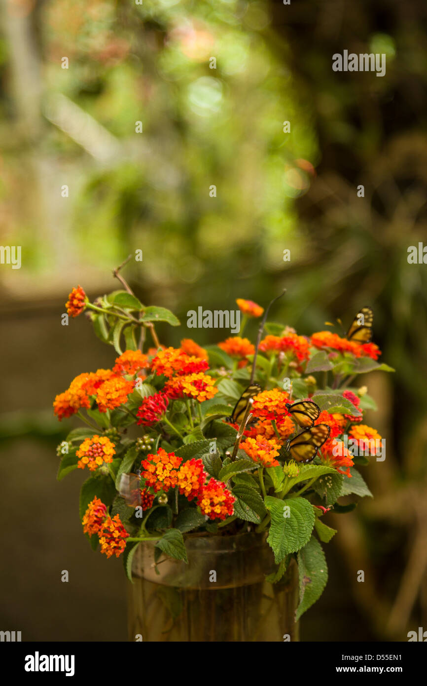 Amber Glas-Flügel Schmetterlinge (Dircenna Chiriquensis), Jardin de Mariposas, Schmetterlingsgärten Monteverde, Monteverde, Costa Rica. Stockfoto
