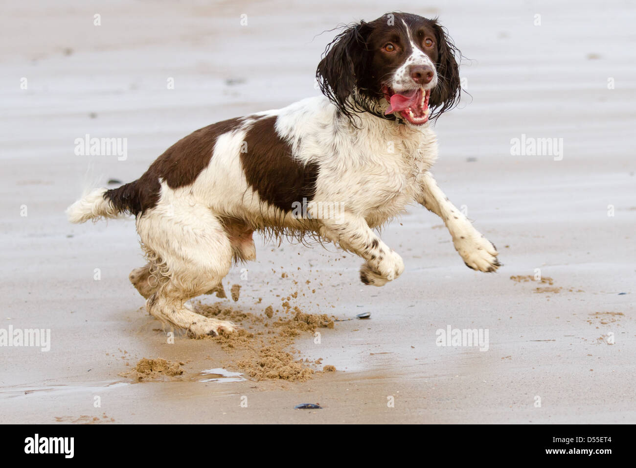 Englisch Springer Spaniel Hund springt über den Strand in Bridlington Stockfoto