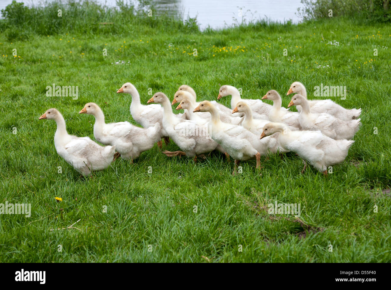 Barnstedt, Deutschland, Gaensekueken auf einer Wiese Stockfoto