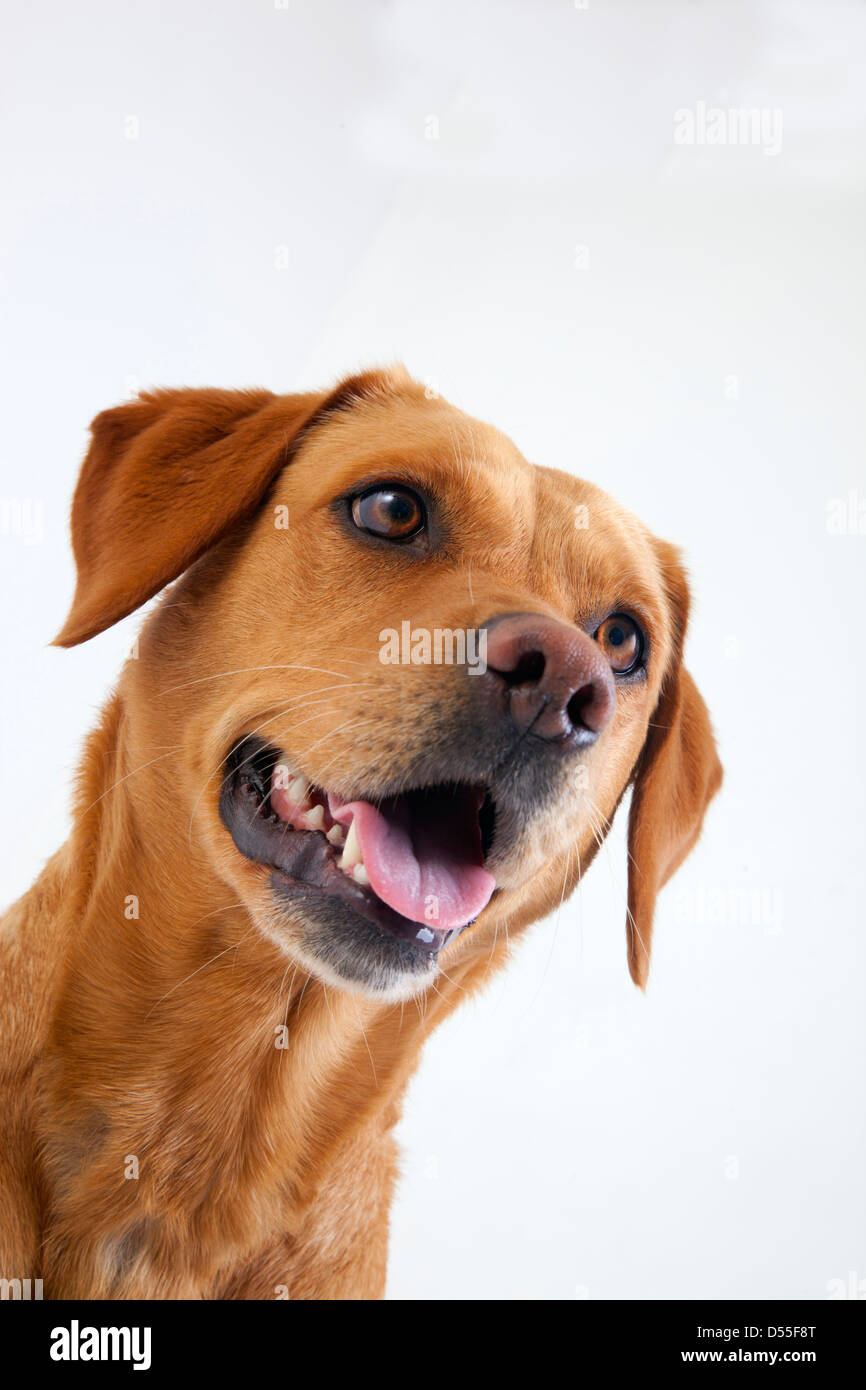 Gelber Labrador-Portrait im studio Stockfoto