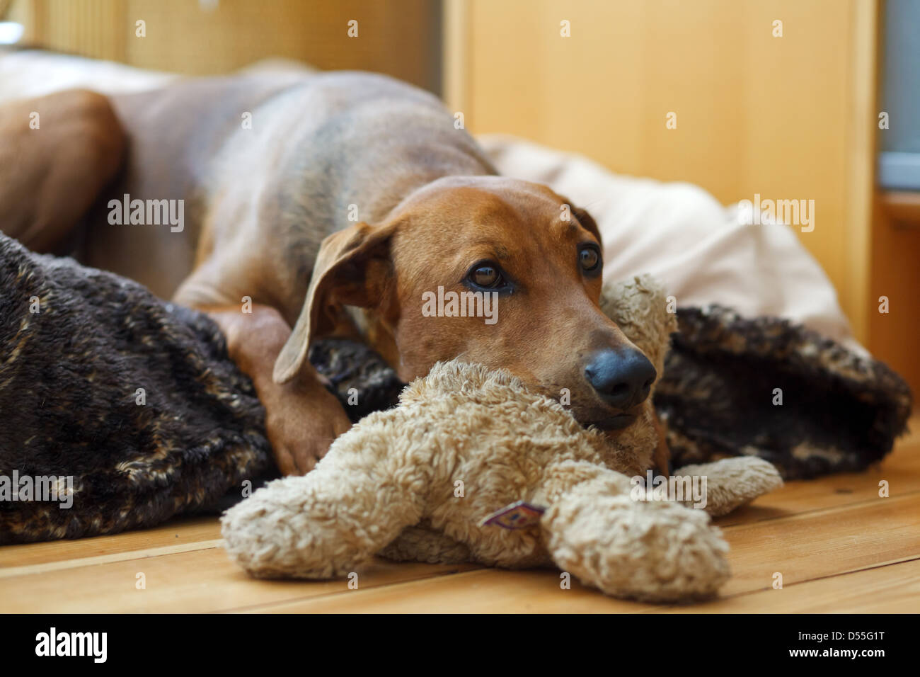 Berlin, Deutschland, Deutsche Pinscher ruht Stockfoto