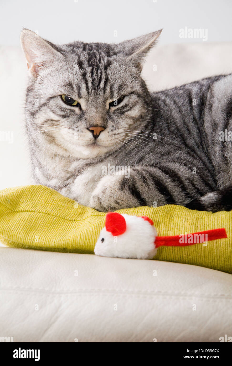 Berlin, Deutschland, Graugetigerter Doest Katze auf einem Kissen Stockfoto