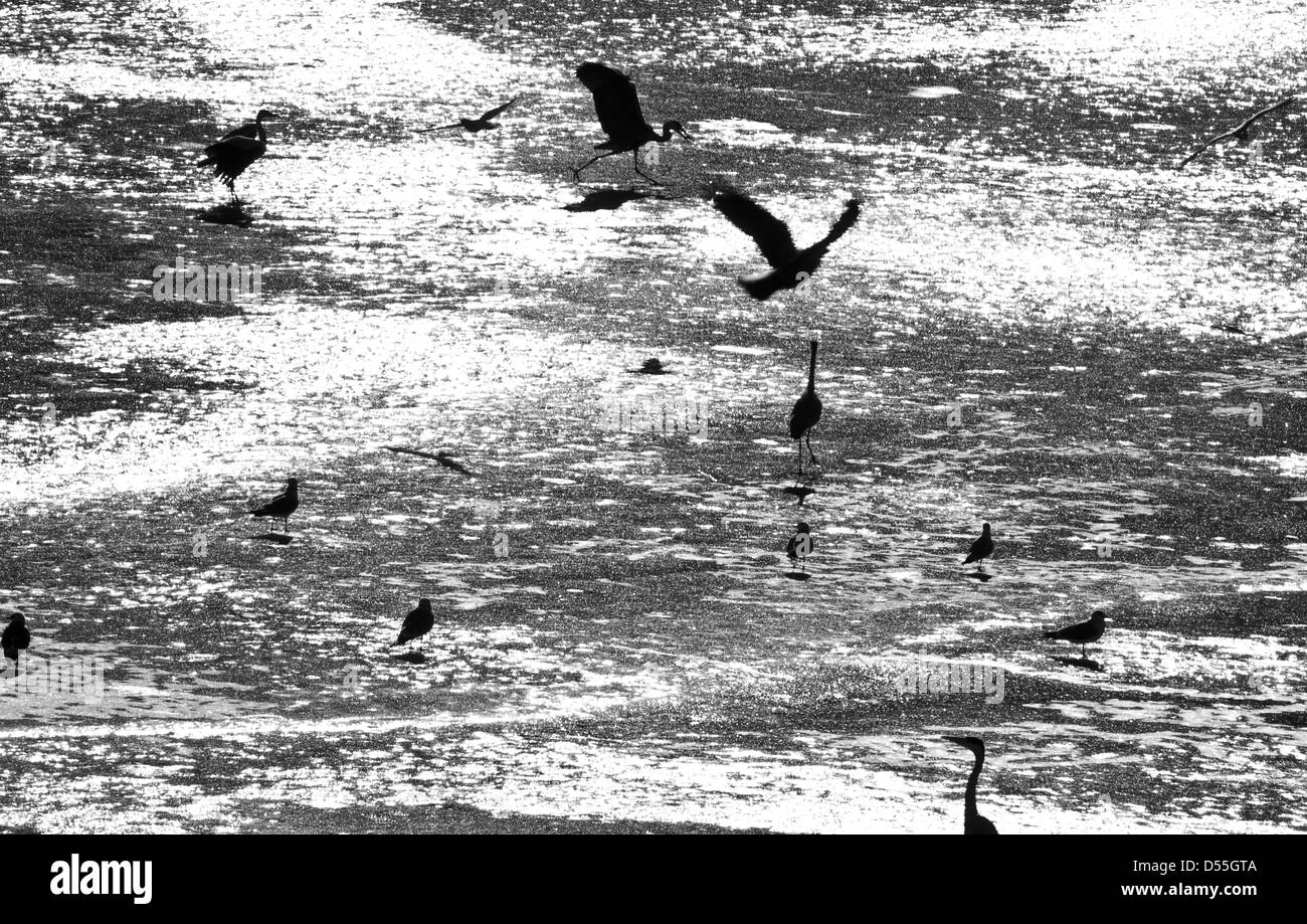 Berlin, Deutschland, Reiher und Wasservögel auf dem gefrorenen See Wannsee Stockfoto