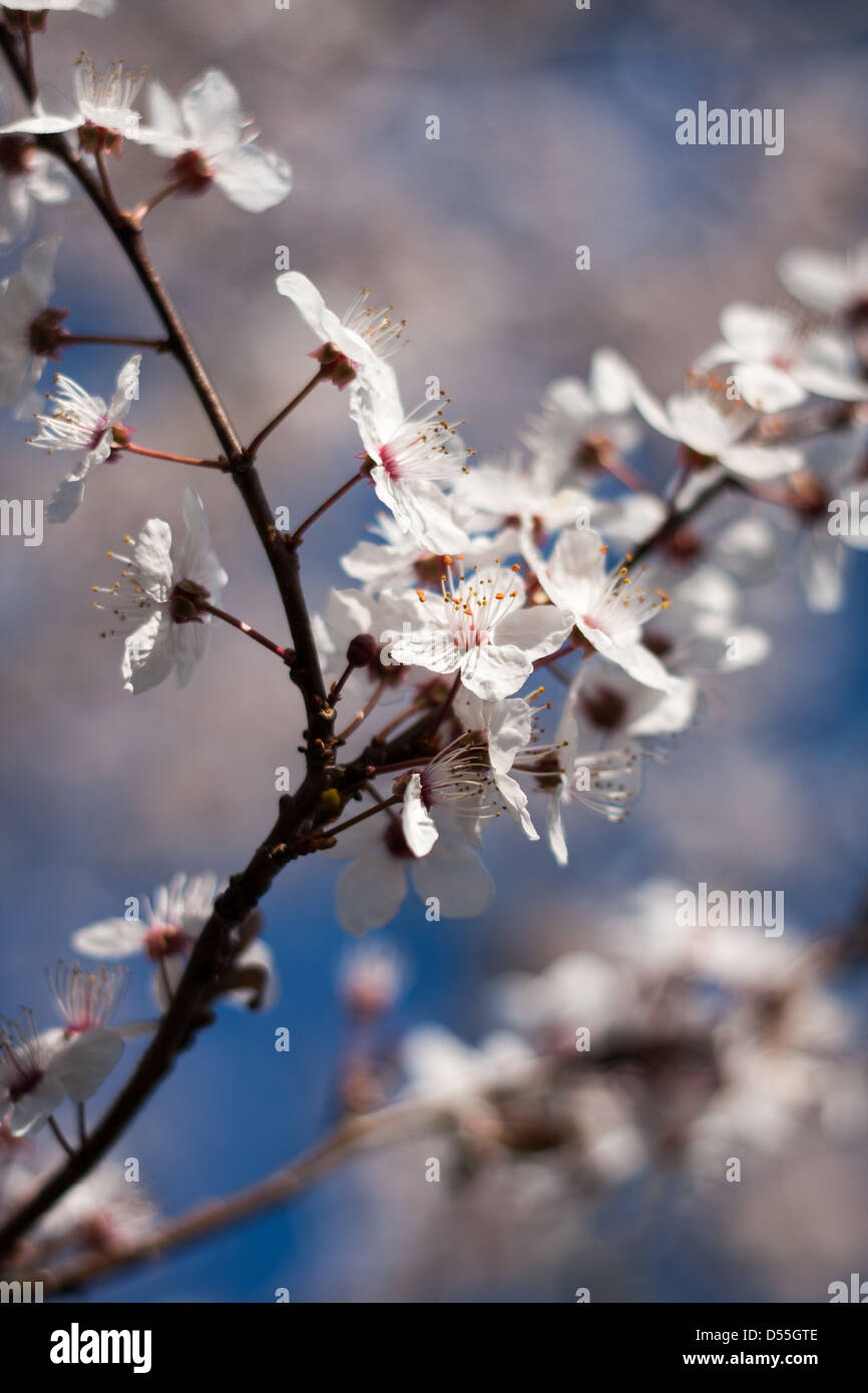 Frühling Kirschblüte vor blauem Himmel Stockfoto