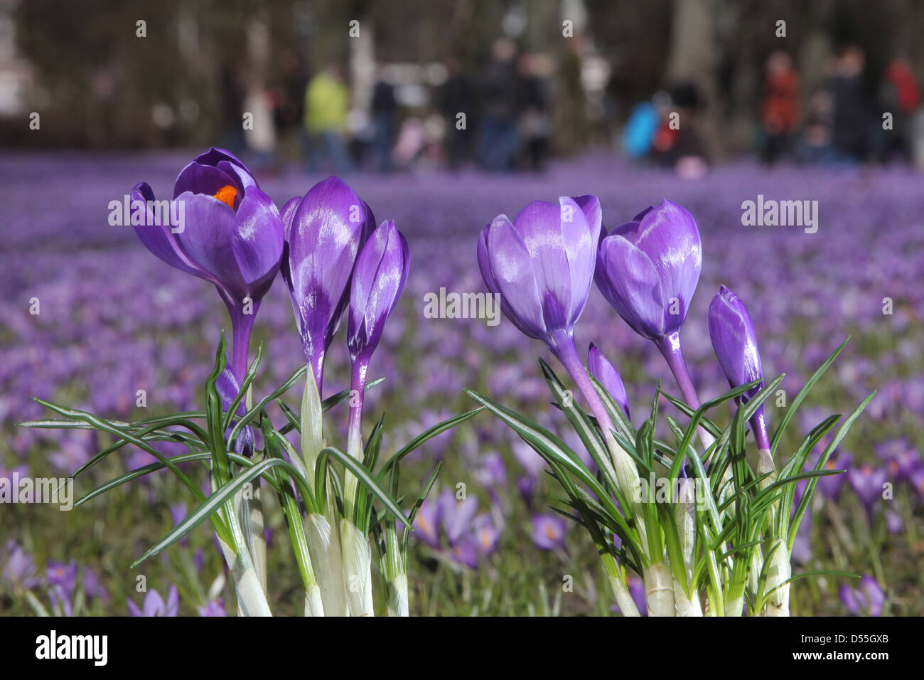 Husum, Deutschland, blühen im Park Kroskusse Stockfoto