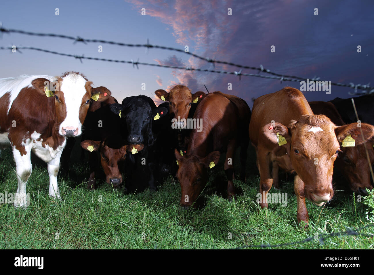 Breklum, Deutschland, Kühe in einem Feld Stockfoto