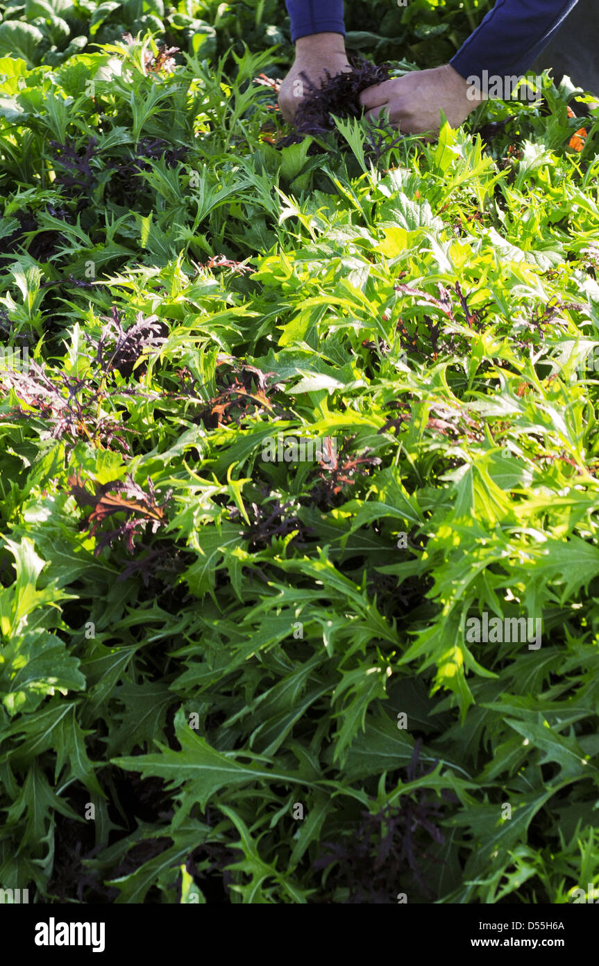 Handernte Frühling Mischung Grüns. Stockfoto