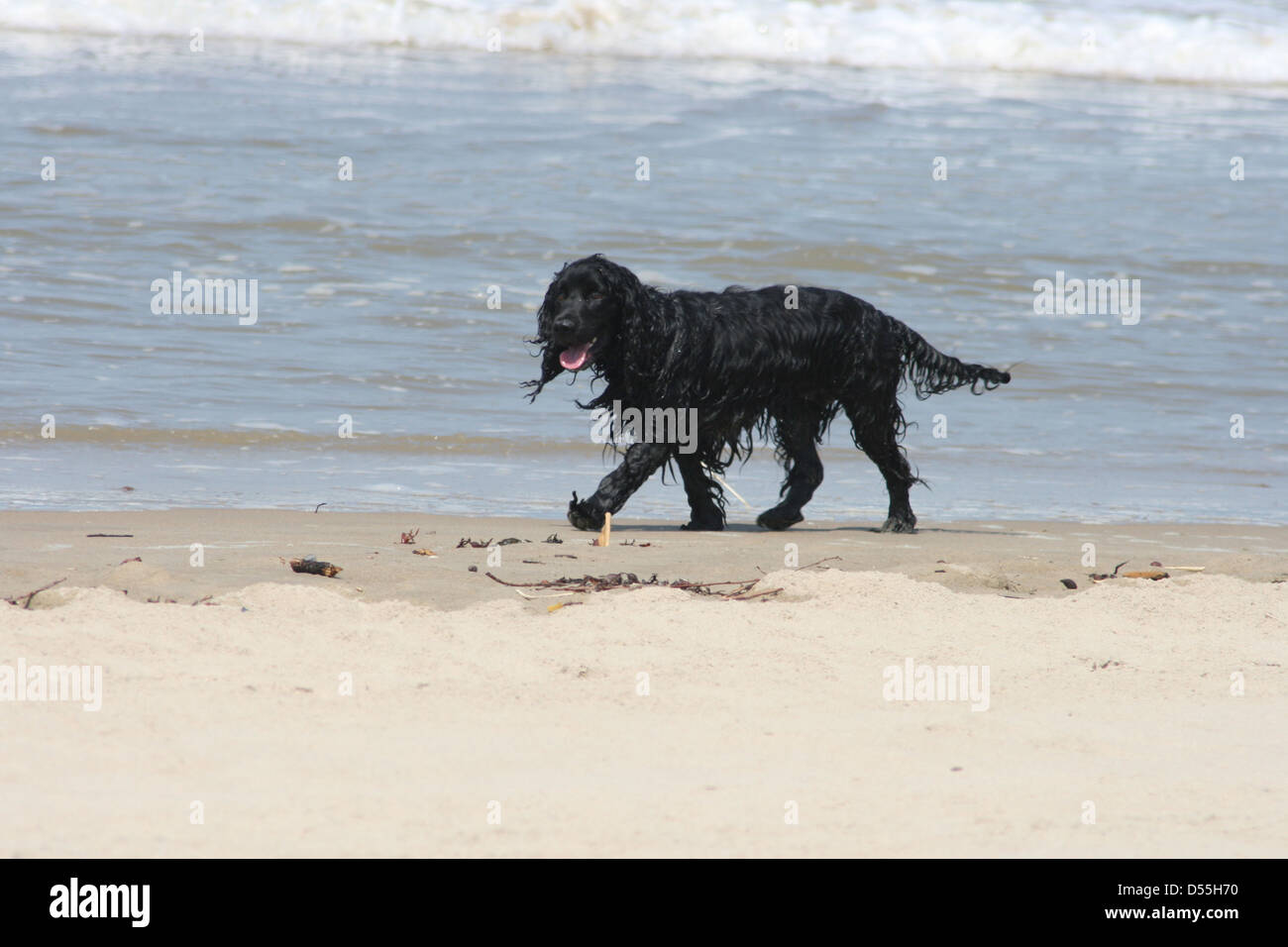 ein schwarzer Hund Stockfoto