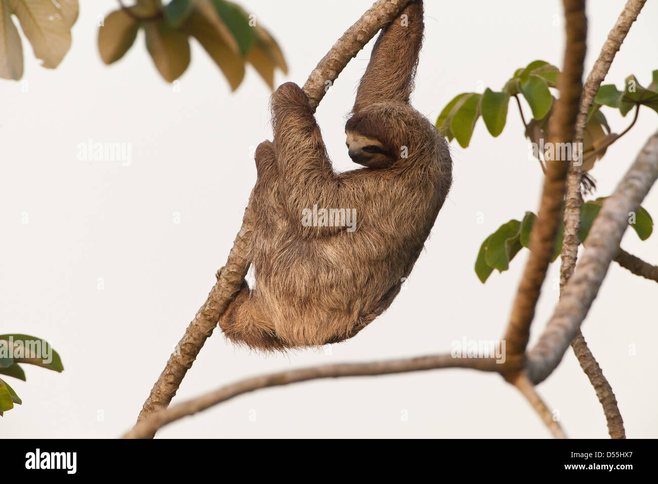 Drei-toed Sloth, Bradypus variegatus, in einem cecropia Baum neben Rio Chagres, Soberania Nationalpark, Republik Panama. Stockfoto