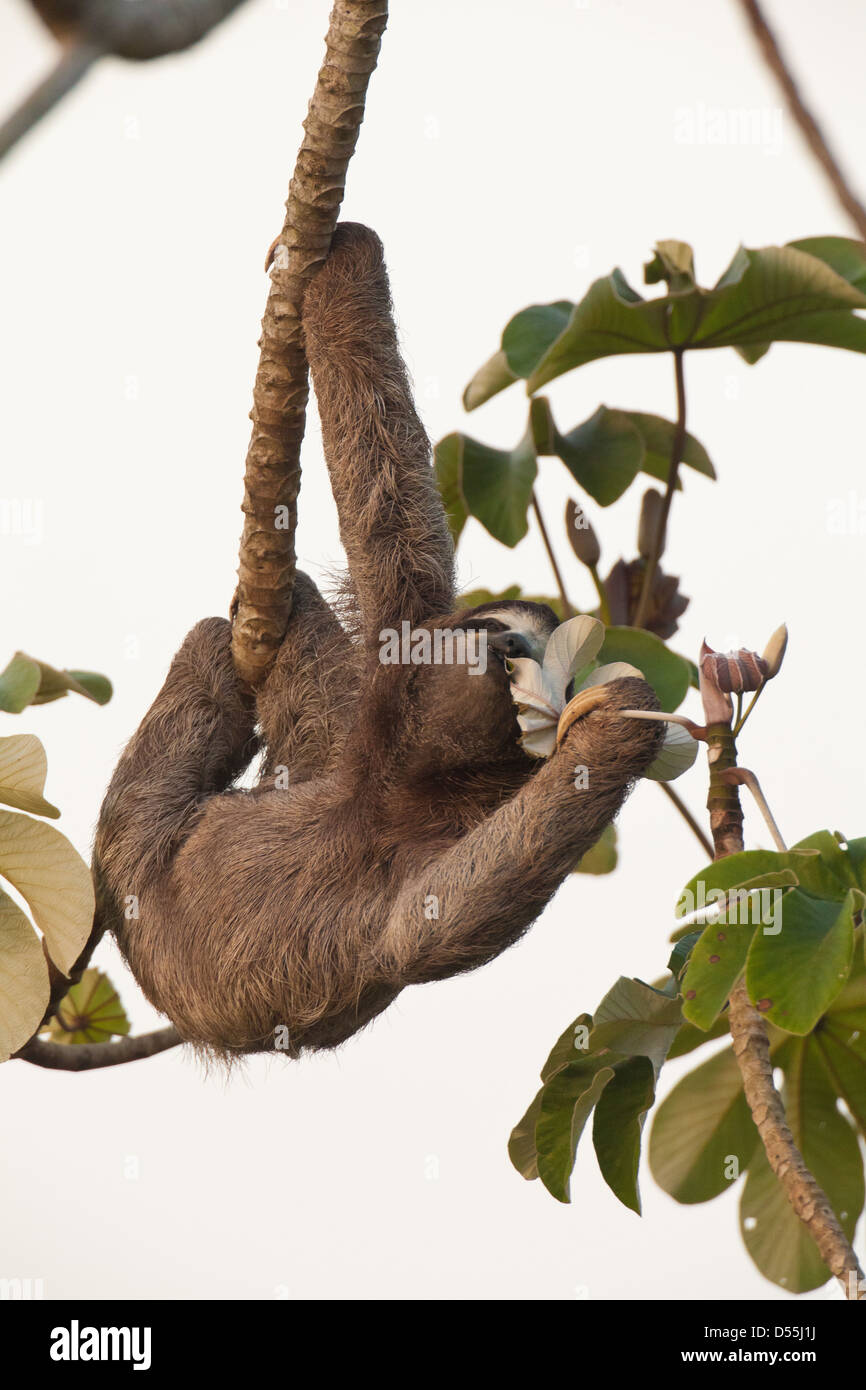 Drei-toed Sloth, Bradypus variegatus, in einem cecropia Baum neben Rio Chagres, Soberania Nationalpark, Republik Panama. Stockfoto
