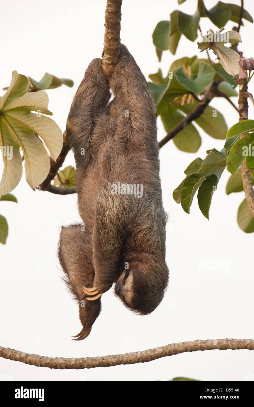 Drei-toed Sloth, Bradypus variegatus, in einem cecropia Baum neben Rio Chagres, Soberania Nationalpark, Republik Panama. Stockfoto