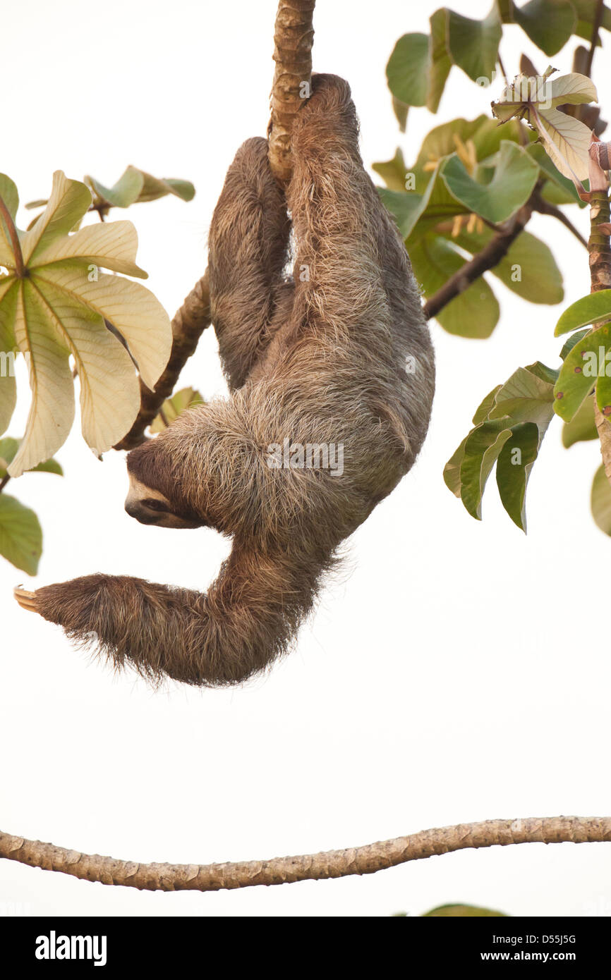 Drei-toed Sloth, Bradypus variegatus, in einem cecropia Baum neben Rio Chagres, Soberania Nationalpark, Republik Panama. Stockfoto
