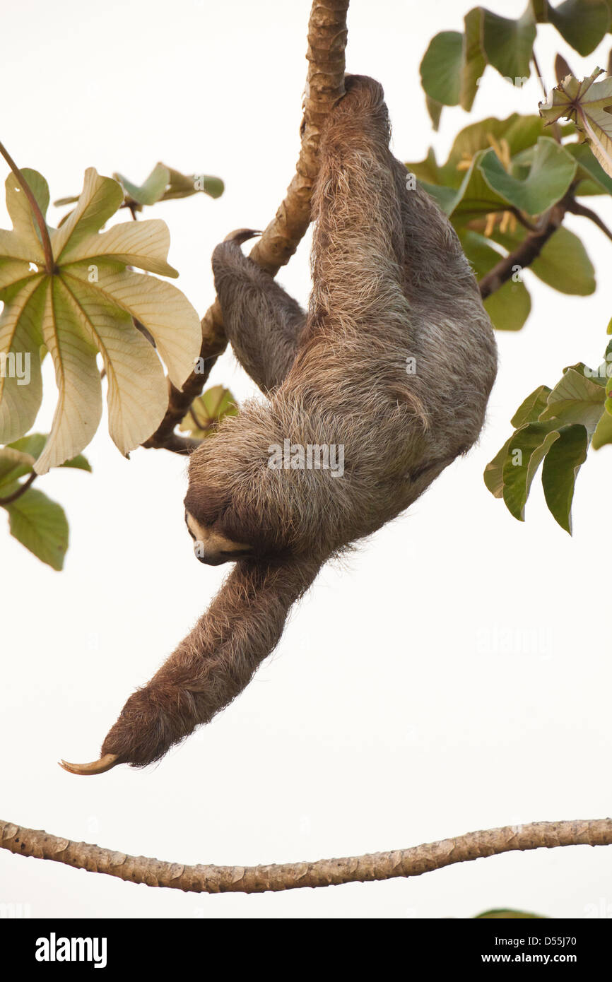 Drei-toed Sloth, Bradypus variegatus, in einem cecropia Baum neben Rio Chagres, Soberania Nationalpark, Republik Panama. Stockfoto