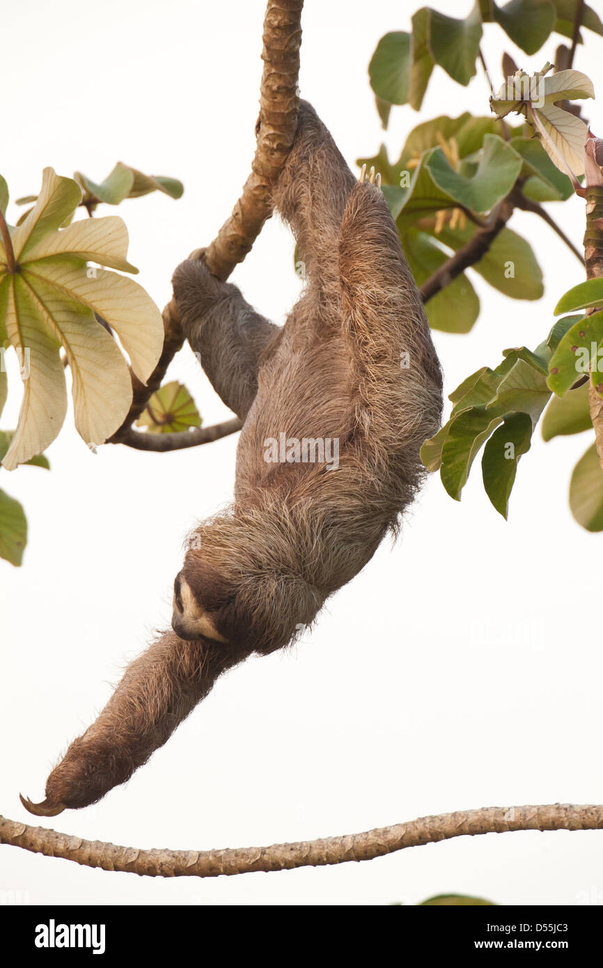 Drei-toed Sloth, Bradypus variegatus, in einem cecropia Baum neben Rio Chagres, Soberania Nationalpark, Republik Panama. Stockfoto