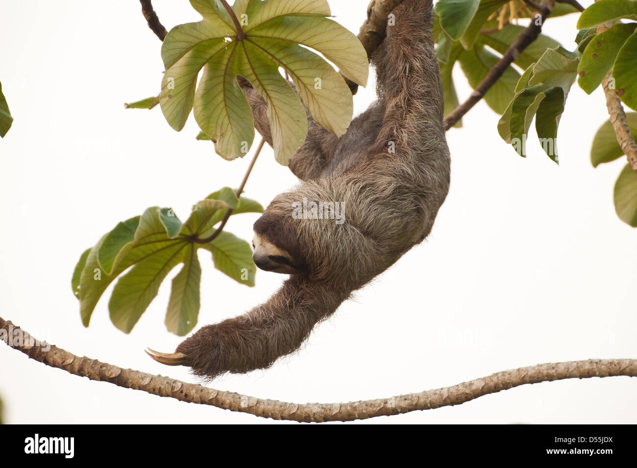Tierwelt Panamas mit einem dreizehigen Faultier, Bradypus variegatus, in einem Cecropia-Baum neben Rio Chagres, Soberania-Nationalpark, Republik Panama. Stockfoto