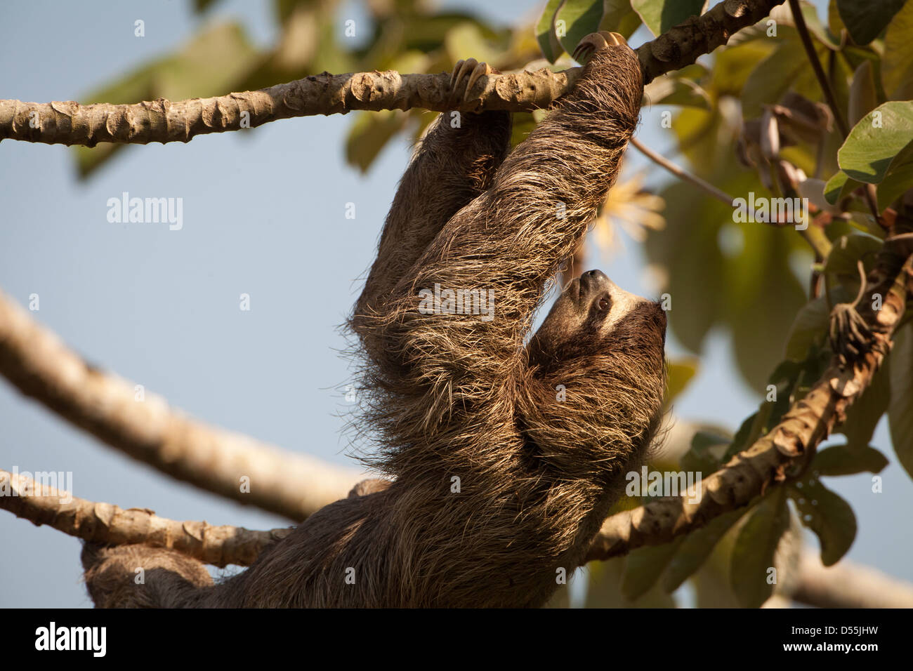 Drei-toed Sloth, Bradypus variegatus, in einem cecropia Baum neben Rio Chagres, Soberania Nationalpark, Republik Panama. Stockfoto