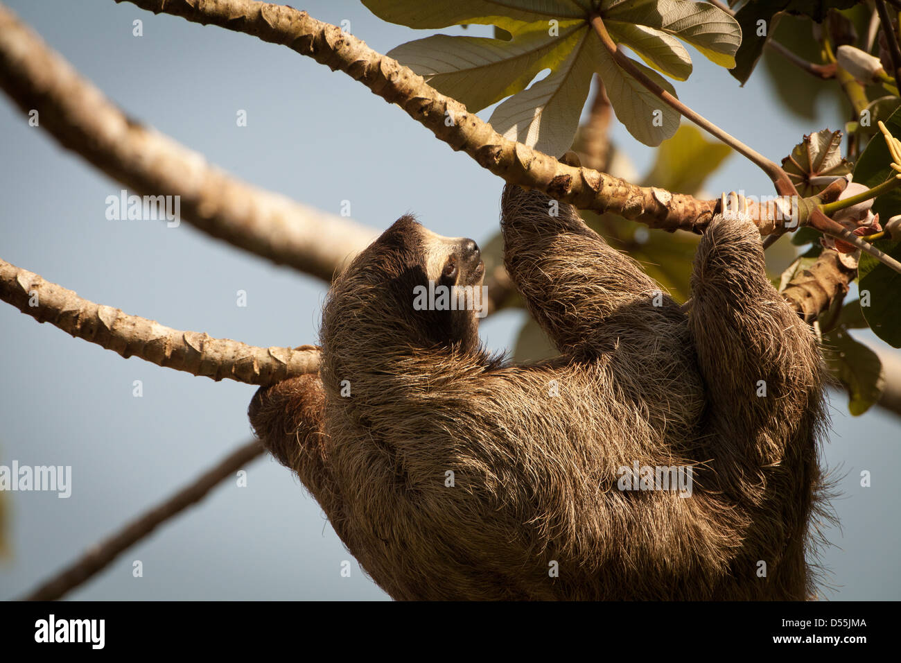 Drei-toed Sloth, Bradypus variegatus, in einem cecropia Baum neben Rio Chagres, Soberania Nationalpark, Republik Panama. Stockfoto