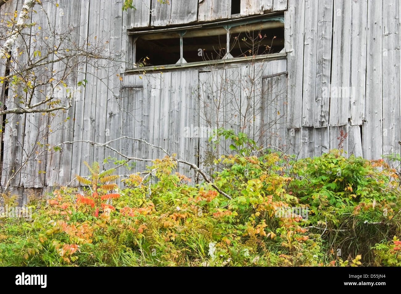 Verlassene alte verwitterte Scheune Gebäude im Herbst. Stockfoto