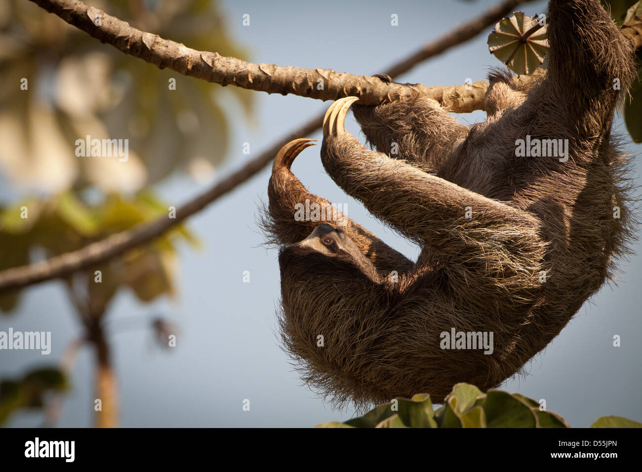 Drei-toed Sloth, Bradypus variegatus, in einem cecropia Baum neben Rio Chagres, Soberania Nationalpark, Republik Panama. Stockfoto