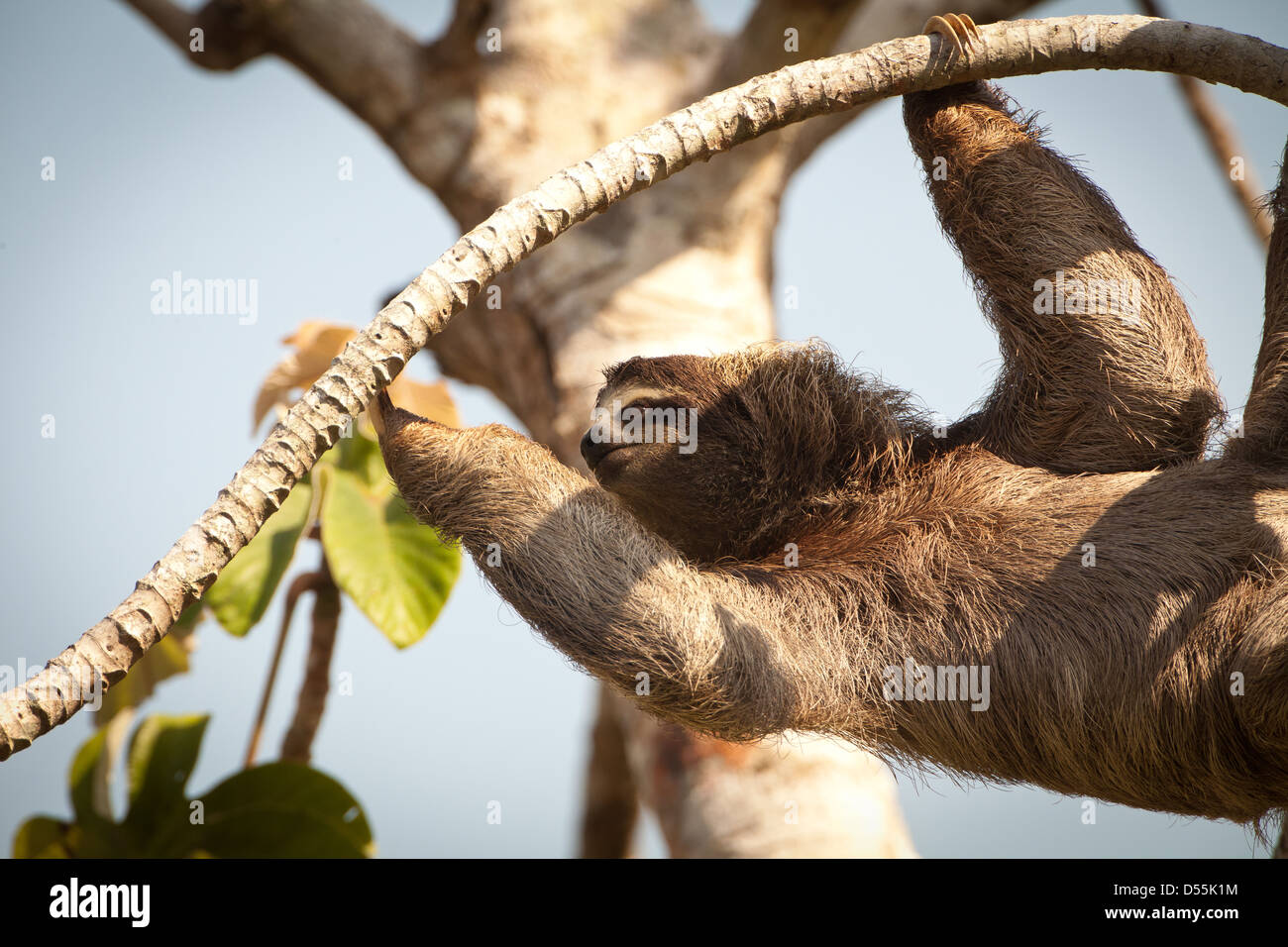 Drei-toed Sloth, Bradypus variegatus, in einem cecropia Baum neben Rio Chagres, Soberania Nationalpark, Republik Panama. Stockfoto