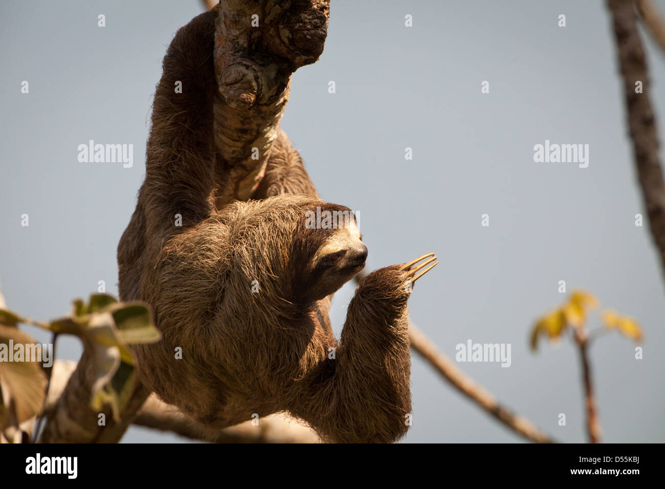 Drei-toed Sloth, Bradypus variegatus, in einem cecropia Baum neben Rio Chagres, Soberania Nationalpark, Republik Panama. Stockfoto