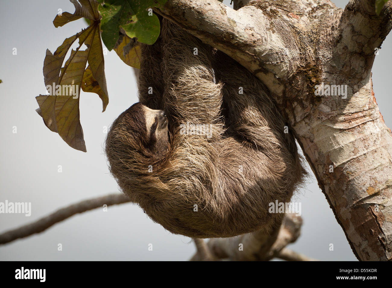 Drei-toed Sloth, Bradypus variegatus, in einem cecropia Baum neben Rio Chagres, Soberania Nationalpark, Republik Panama. Stockfoto