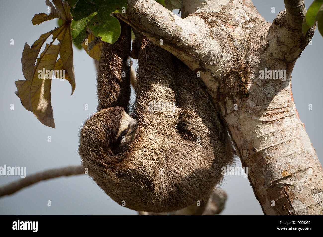 Drei-toed Sloth, Bradypus variegatus, in einem cecropia Baum neben Rio Chagres, Soberania Nationalpark, Republik Panama. Stockfoto