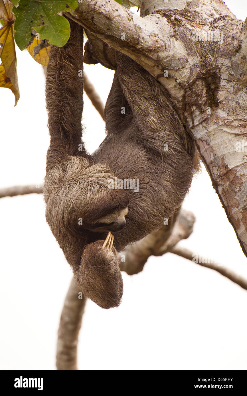 Drei-toed Sloth, Bradypus variegatus, in einem cecropia Baum neben Rio Chagres, Soberania Nationalpark, Republik Panama. Stockfoto