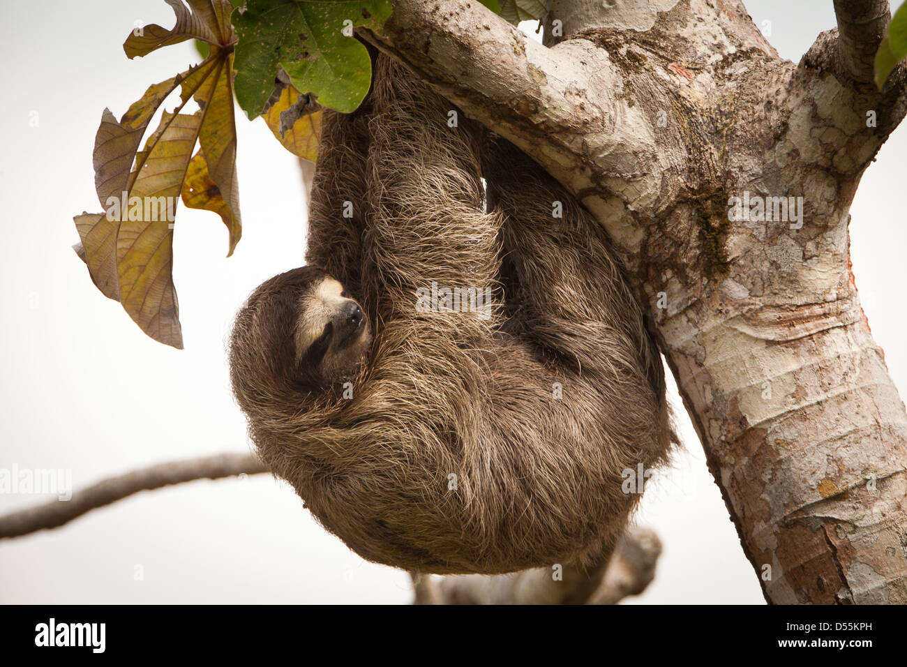 Drei-toed Sloth, Bradypus variegatus, in einem cecropia Baum neben Rio Chagres, Soberania Nationalpark, Republik Panama. Stockfoto