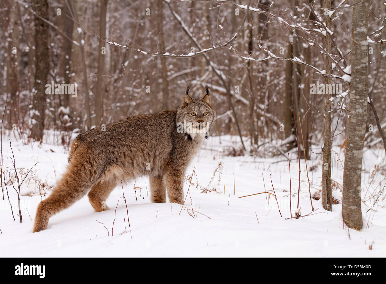 Kanada-Luchs, Lynx Canadansis im Schnee Stockfoto
