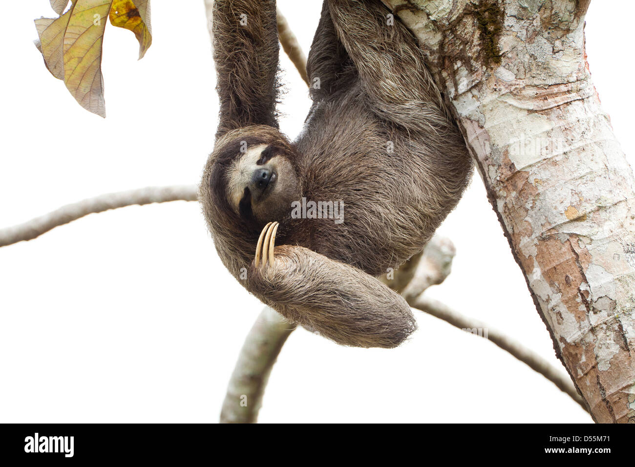 Tierwelt Panamas mit einem dreizehigen Faultier, Bradypus variegatus, in einem Cecropia-Baum neben Rio Chagres, Soberania-Nationalpark, Republik Panama. Stockfoto