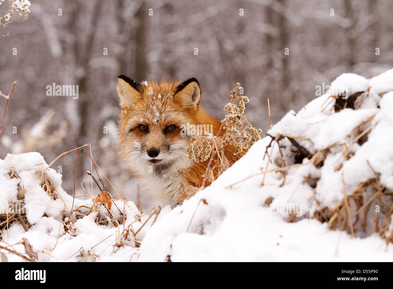 Rotfuchs Vulpes Vulpes kommen aus dem Wald Stockfoto