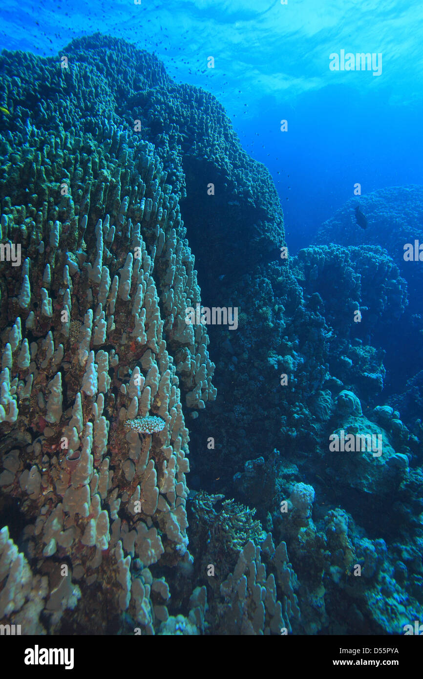 Korallenriffe im Roten Meer Stockfoto