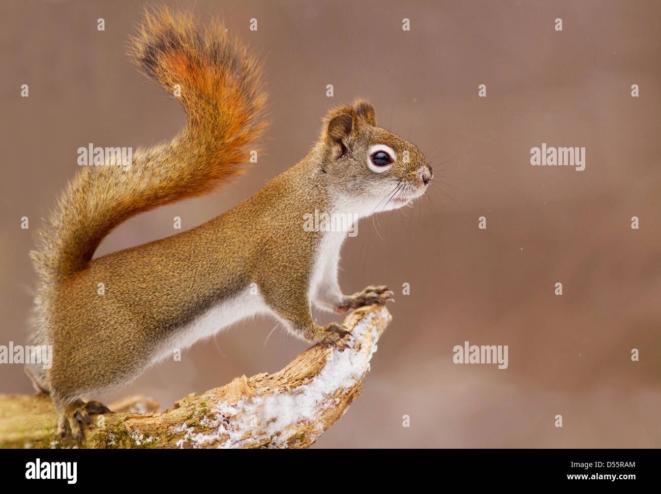 Amerikanisches Rotes Eichhörnchen im Herbst Licht (Tamiasciurus Hudsonicus) Stockfoto