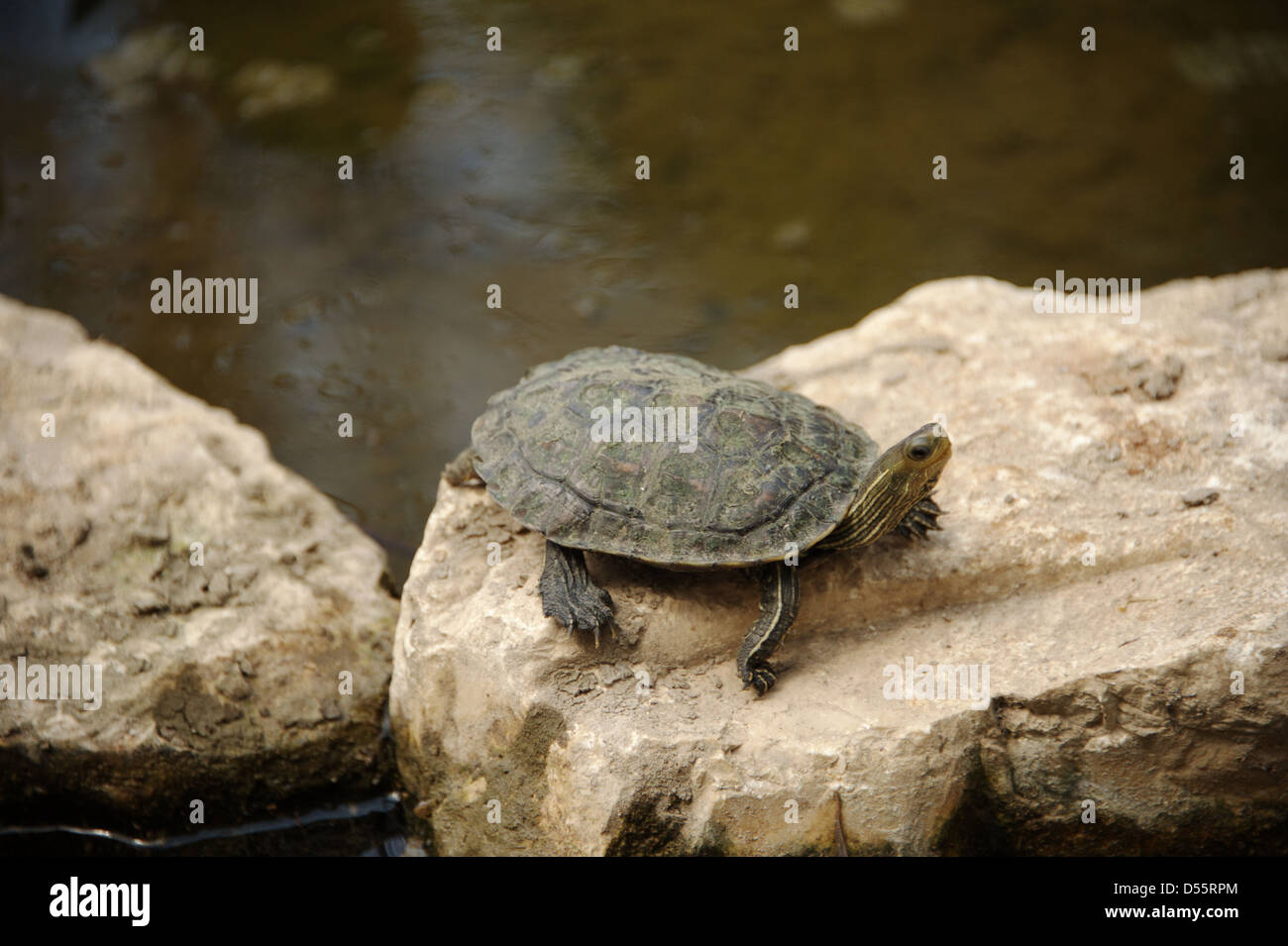 Folter Stockfoto
