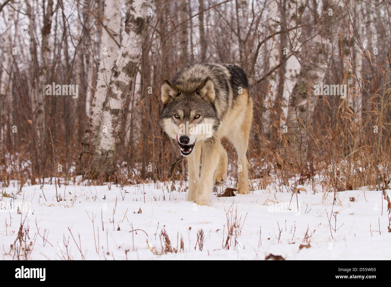 Grauer Wolf, Canis Lupus Jagd in den Wäldern Stockfoto