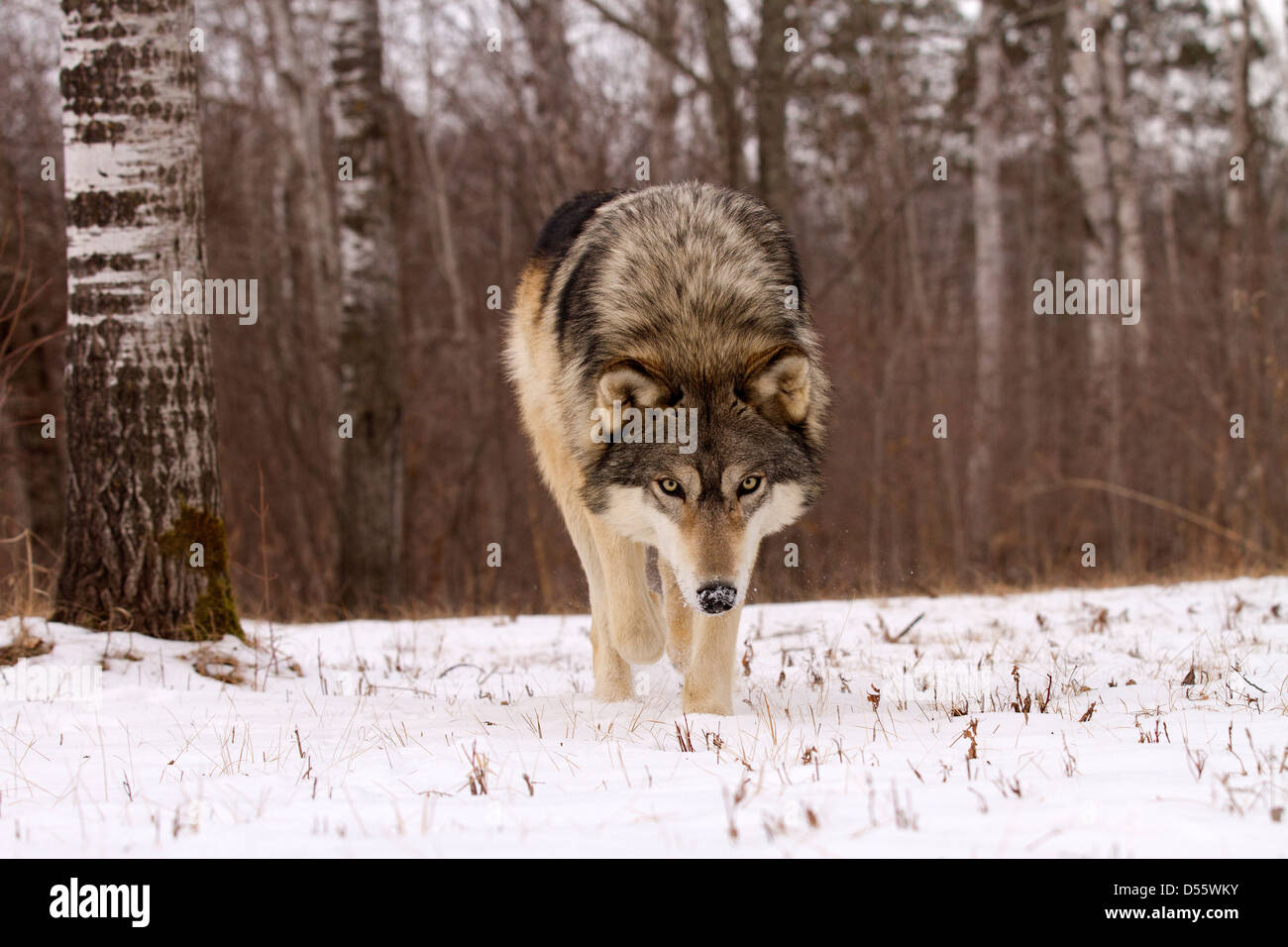 Grauer Wolf, Canis Lupus zu Fuß in Richtung Stockfoto
