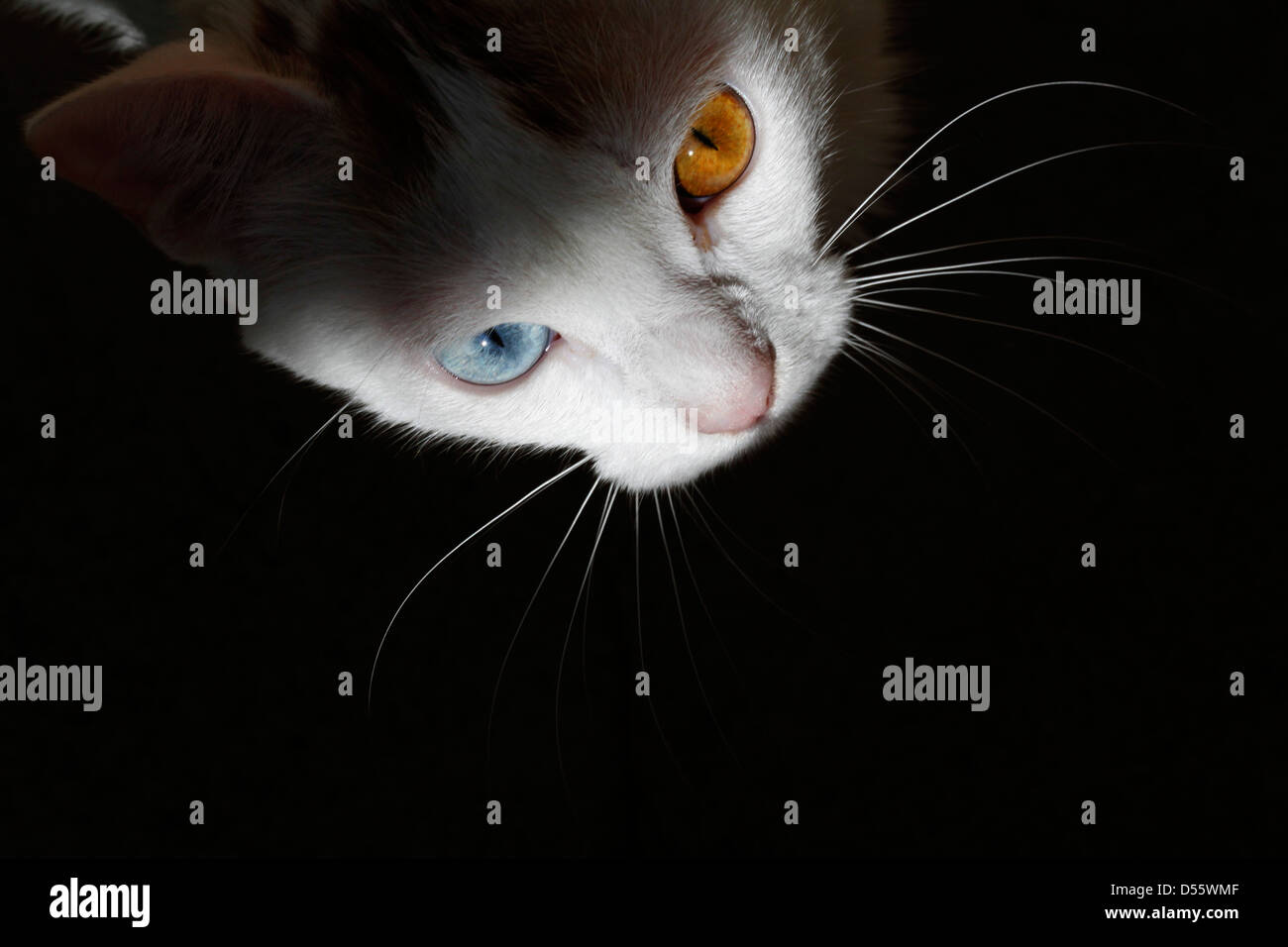 Eine Naturliche Katze Mit Zwei Verschiedenen Farbigen Augen